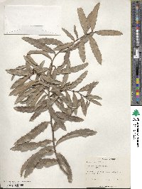 Monteverdia aquifolium image