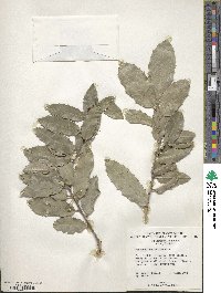 Monteverdia aquifolium image