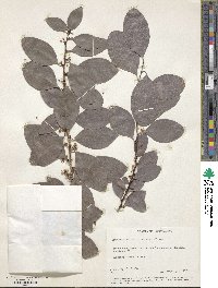 Gymnosporia buchananii image