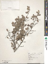 Gymnosporia diversifolia image