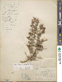 Gymnosporia diversifolia image