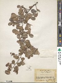 Gymnosporia diversifolia image