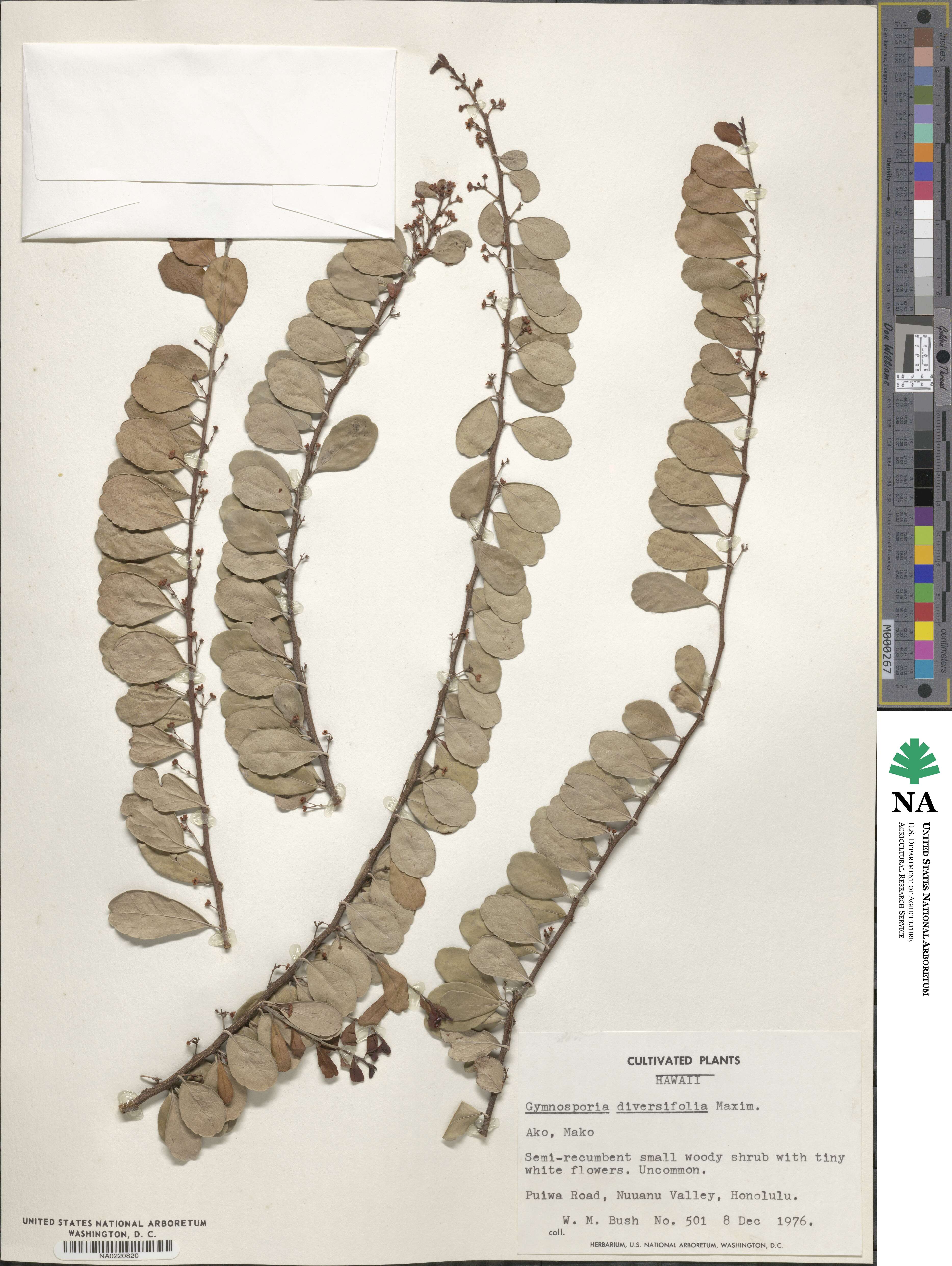 Gymnosporia diversifolia image