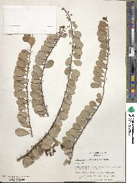 Gymnosporia diversifolia image