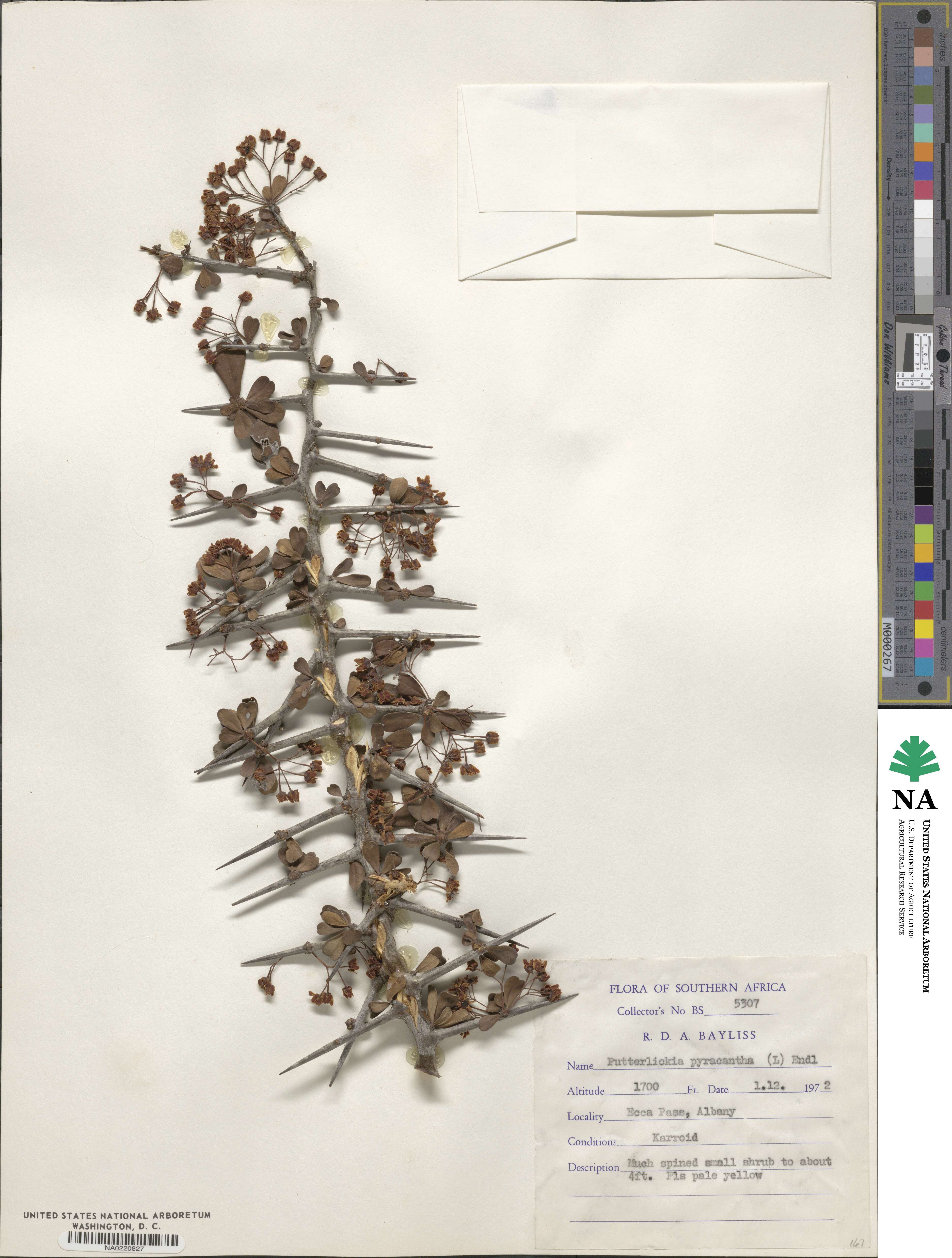 Putterlickia pyracantha image