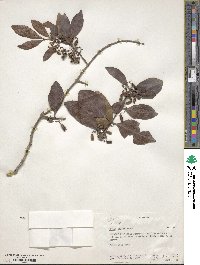 Catha edulis image