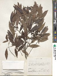 Catha edulis image