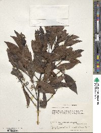 Catha edulis image