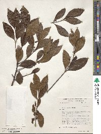 Catha edulis image