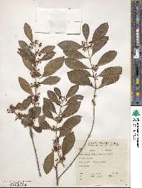 Catha edulis image