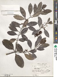 Catha edulis image