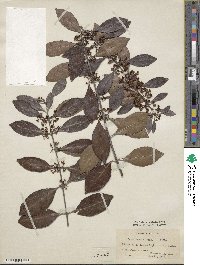 Catha edulis image