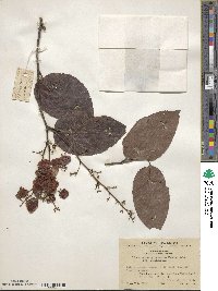 Tripterygium wilfordii image