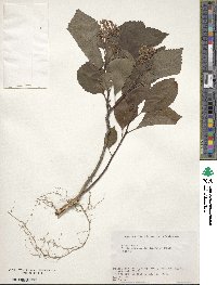 Tripterygium wilfordii image