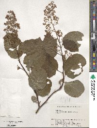 Tripterygium wilfordii image