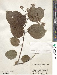 Tripterygium wilfordii image