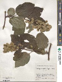 Tripterygium wilfordii image