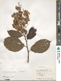 Tripterygium wilfordii image