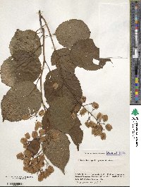 Tripterygium wilfordii image