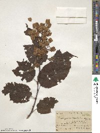 Tripterygium wilfordii image