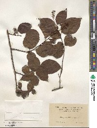 Tripterygium wilfordii image