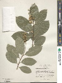 Tripterygium wilfordii image