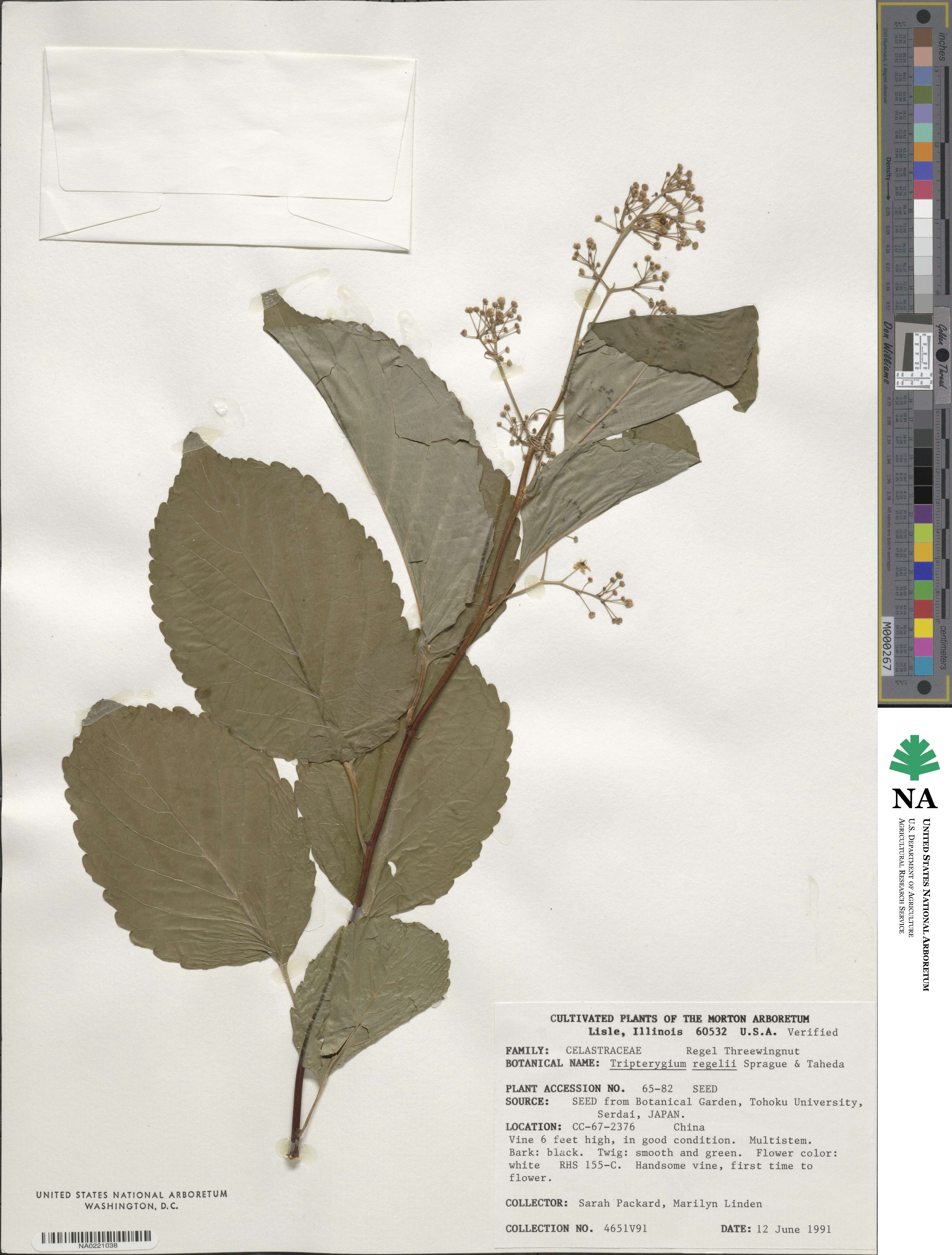 Tripterygium wilfordii image