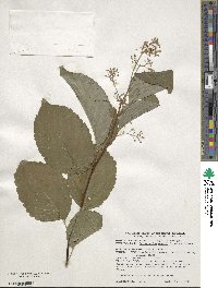 Tripterygium wilfordii image