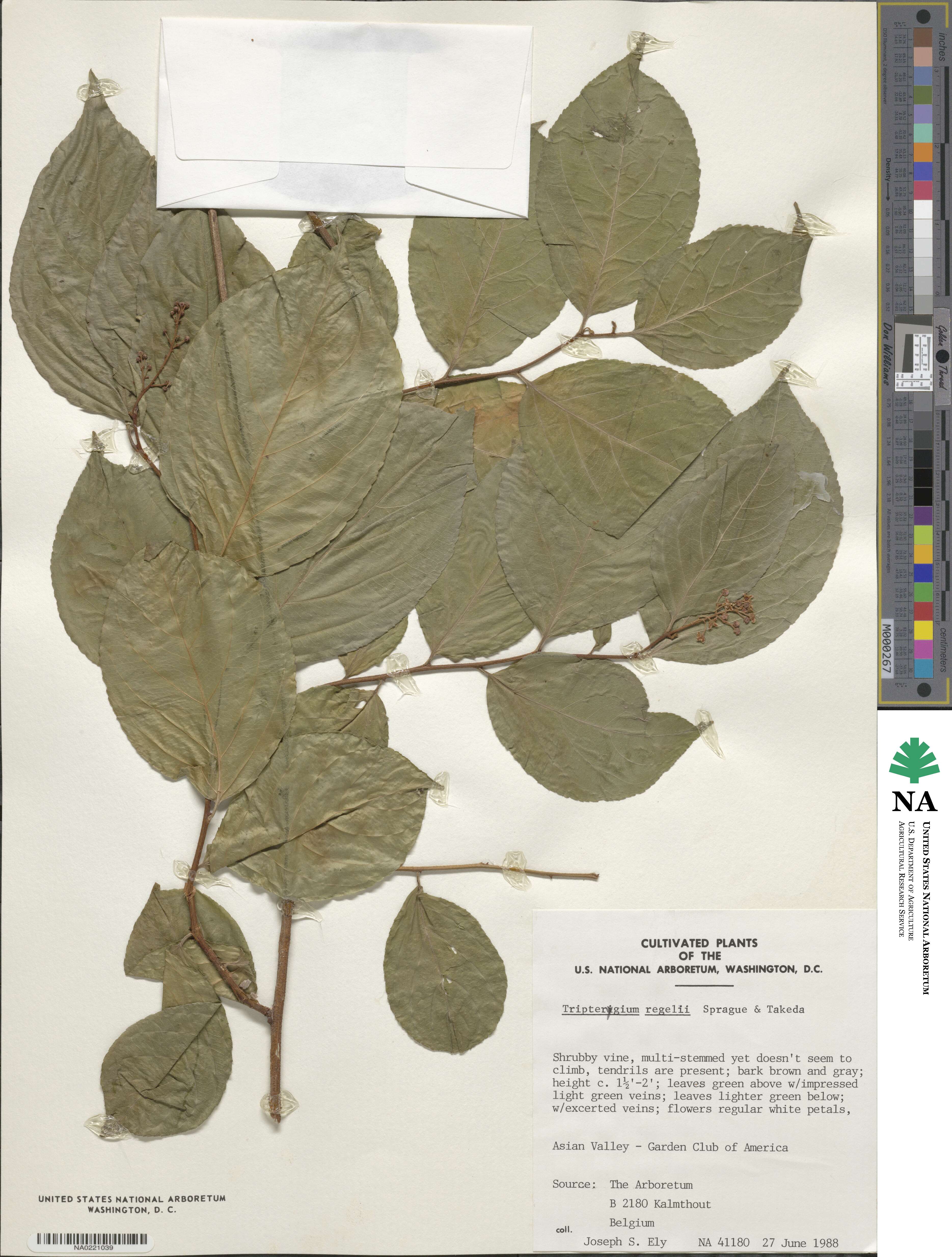 Tripterygium wilfordii image