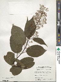 Tripterygium wilfordii image