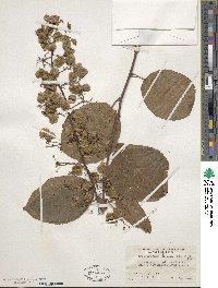 Tripterygium wilfordii image