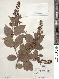 Tripterygium wilfordii image