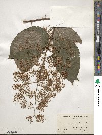 Tripterygium wilfordii image