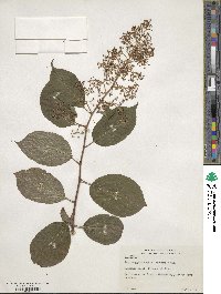 Tripterygium wilfordii image