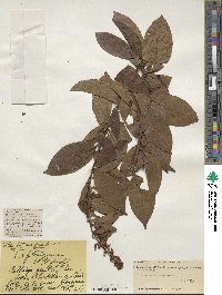 Tripterygium wilfordii image