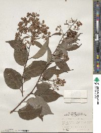 Tripterygium wilfordii image