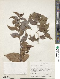 Tripterygium wilfordii image