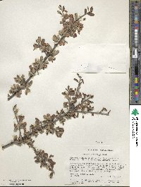 Wimmeria microphylla image