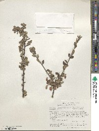 Wimmeria microphylla image