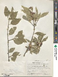 Wimmeria persicifolia image