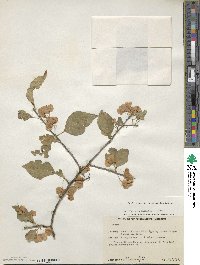 Wimmeria persicifolia image