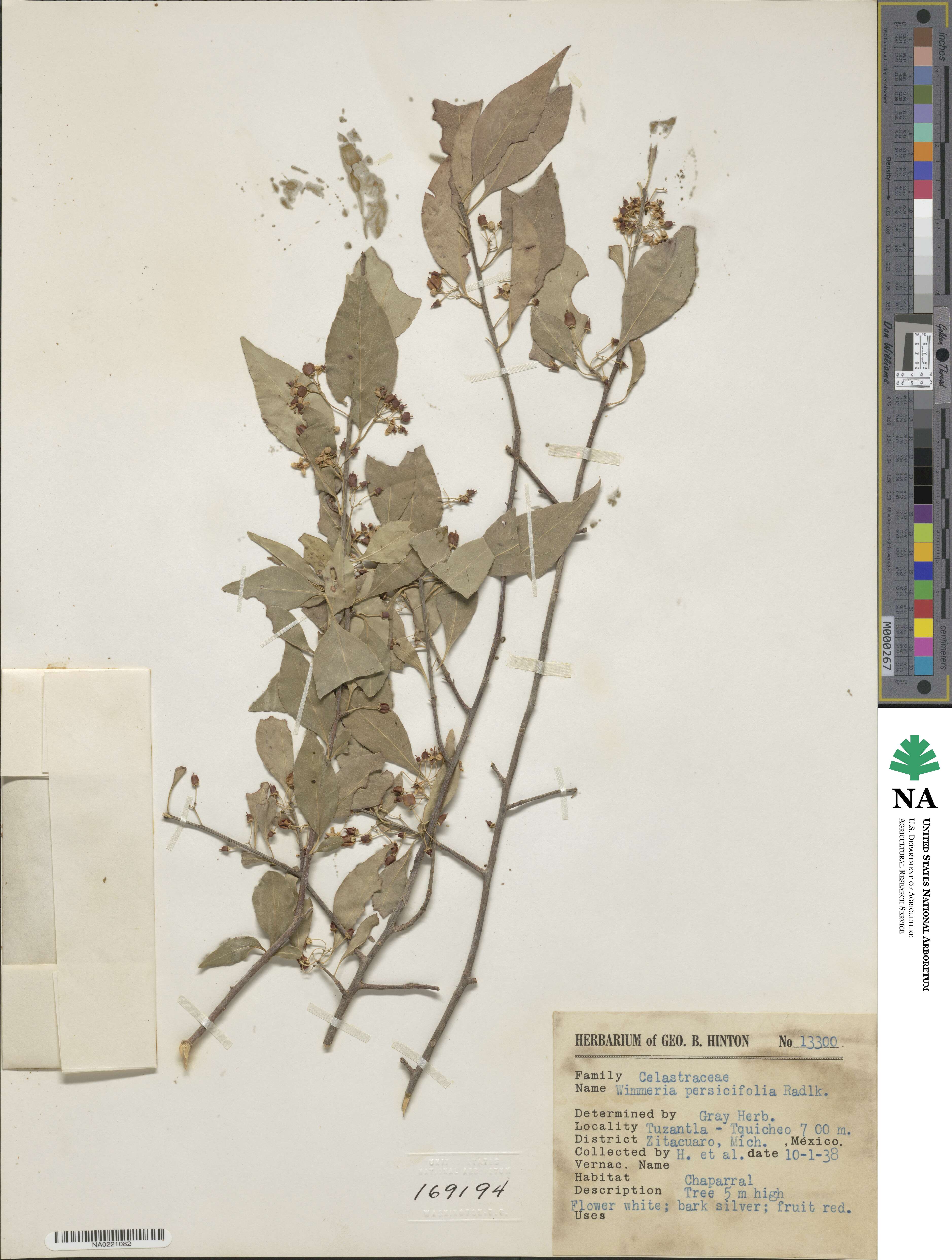 Wimmeria persicifolia image