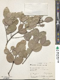 Elaeodendron xylocarpum image