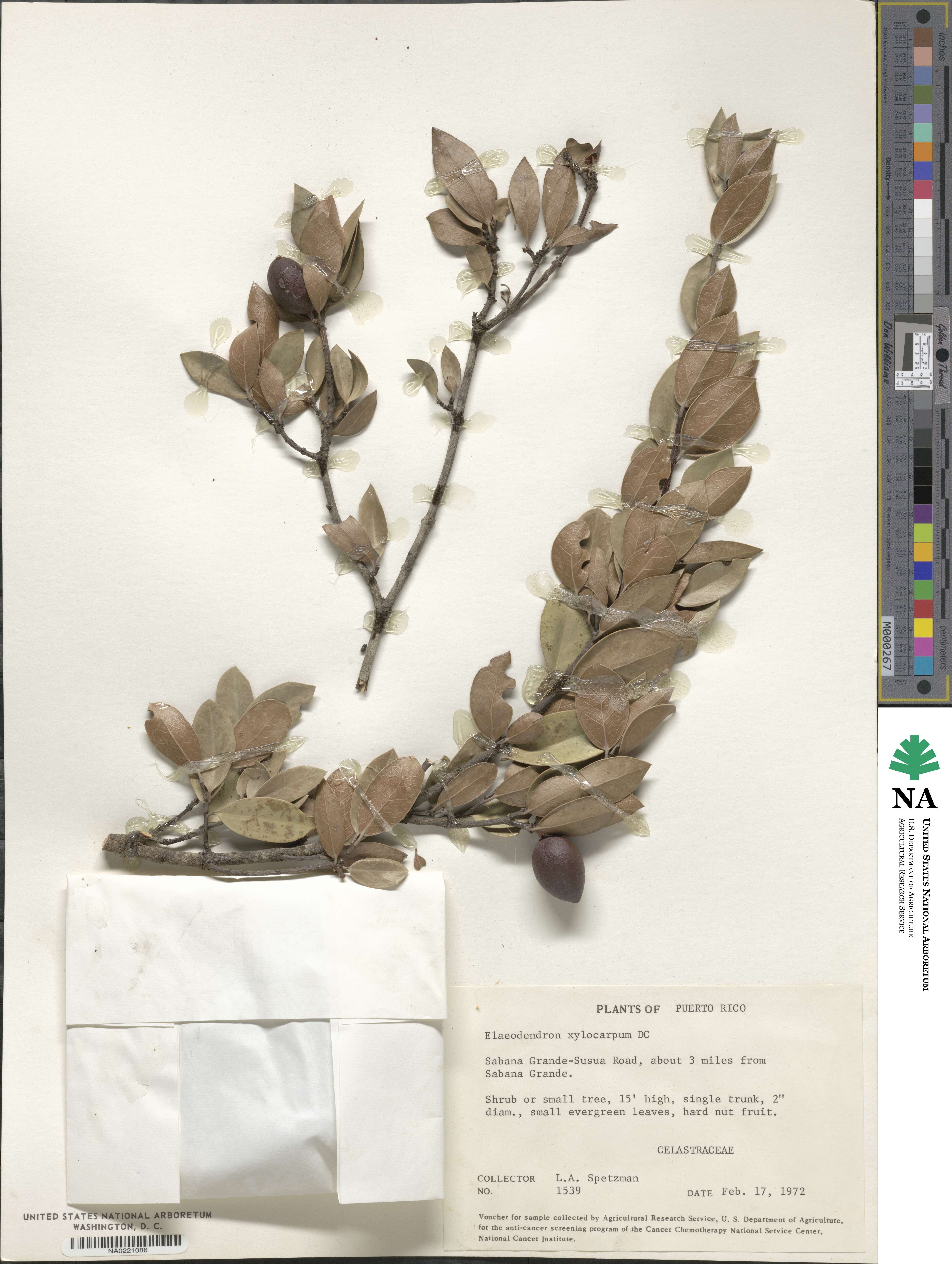 Elaeodendron xylocarpum image