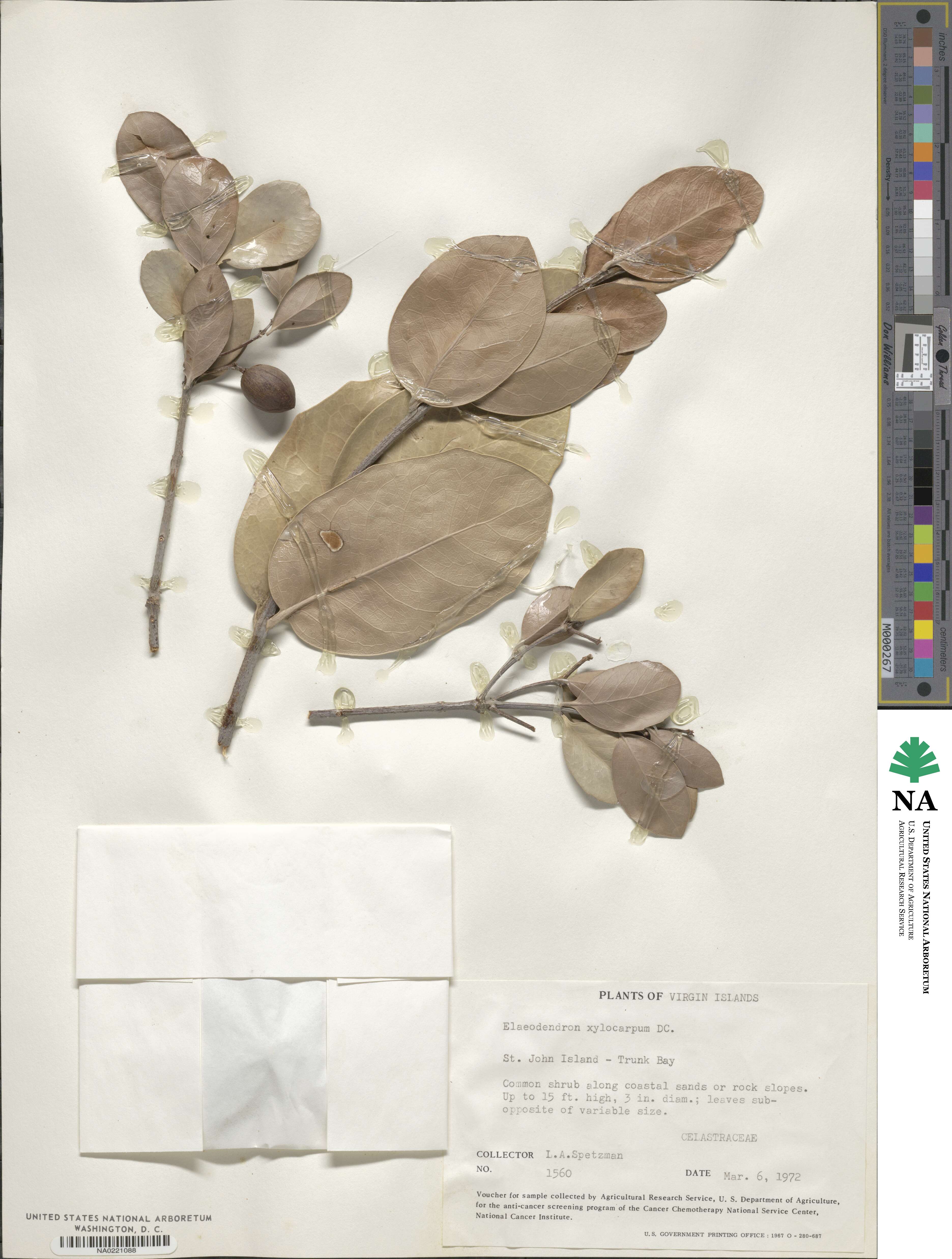 Elaeodendron xylocarpum image