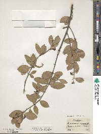 Elaeodendron xylocarpum image