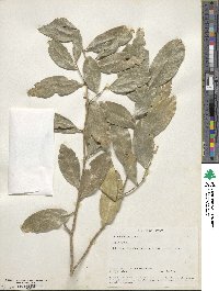 Elaeodendron glaucum image