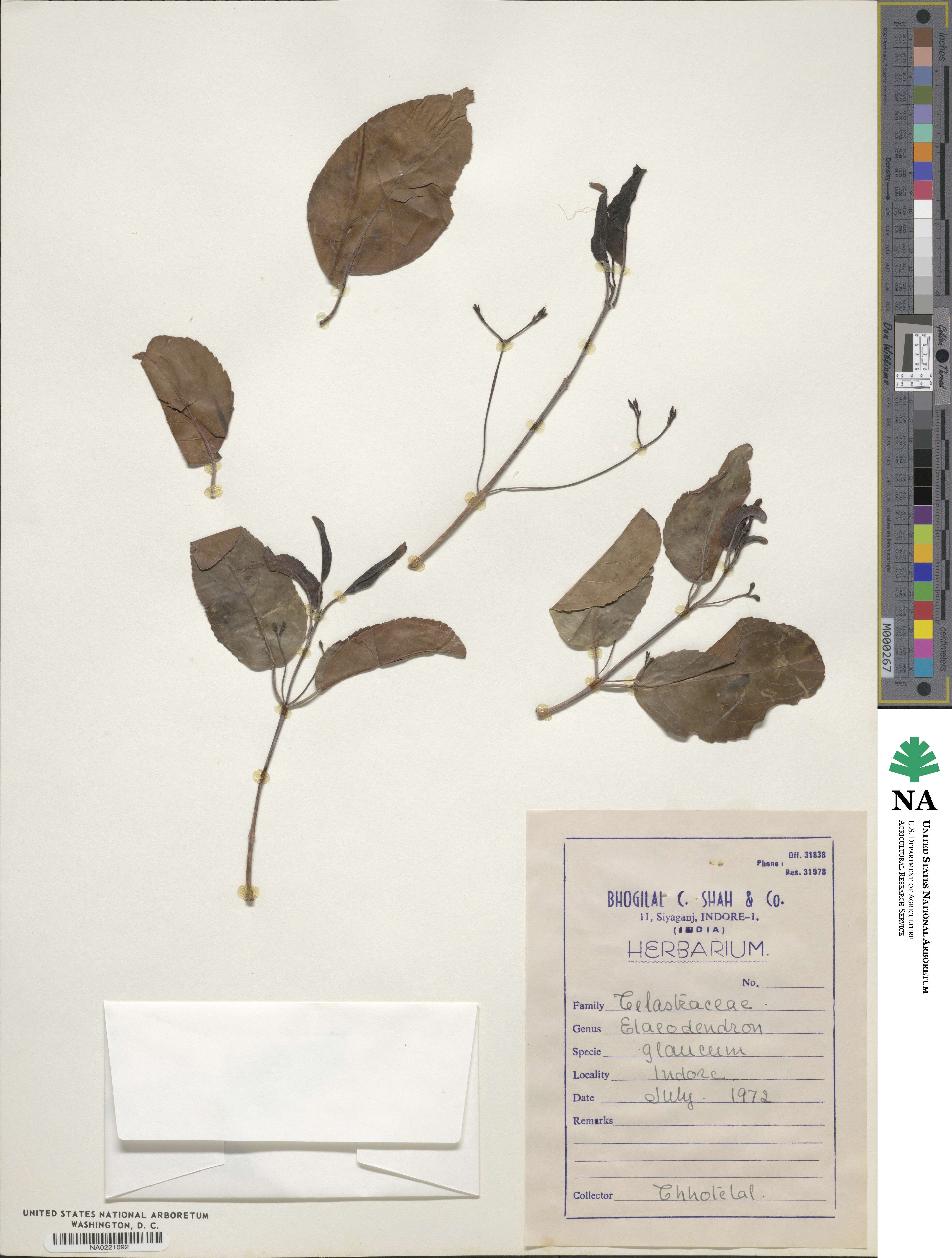 Elaeodendron glaucum image