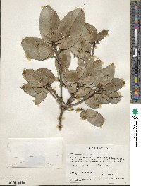 Image of Elaeodendron buchananii