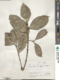 Elaeodendron buchananii image